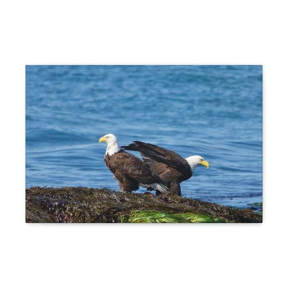 Bald Eagle Group Bald Eagle Troop Print Animal Wall Art Wildlife Canvas Prints W